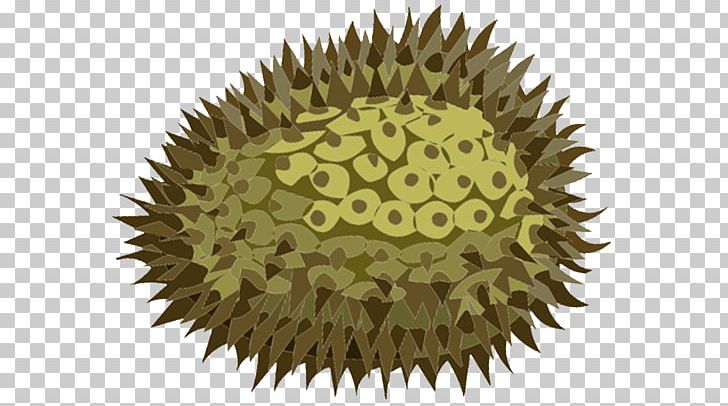 Durio Zibethinus Fruit Food Ingredient PNG, Clipart, Dooriyan, Durian, Durio Zibethinus, Food, Fruit Free PNG Download