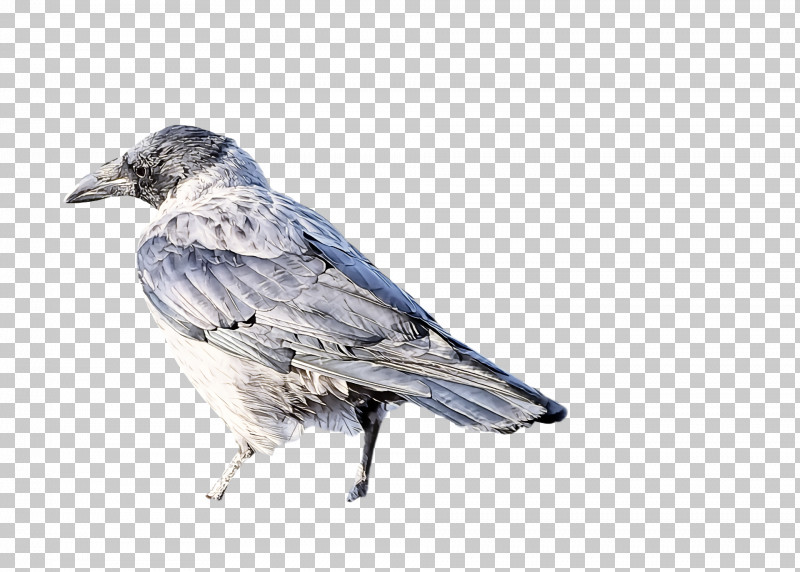 Bird PNG, Clipart, Beak, Bird, Jay, Perching Bird, Scrub Jay Free PNG Download