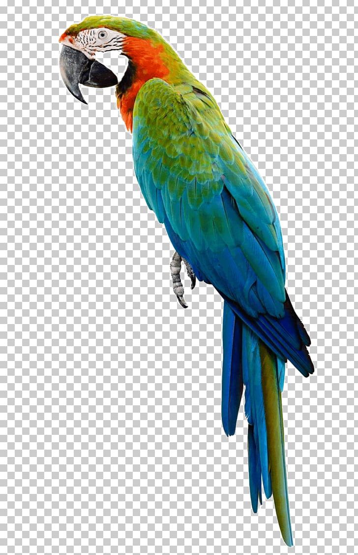 Amazon Parrot Bird Macaw Stock Photography PNG, Clipart, Amazon Parrot, Animals, Beak, Bird, Blueandyellow Macaw Free PNG Download