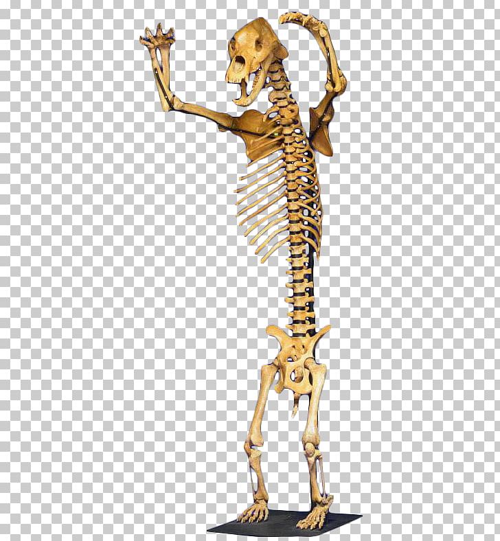 Carnivora Cave Bear Human Skeleton PNG, Clipart, Animal, Art, Bear, Bears, Carnivora Free PNG Download