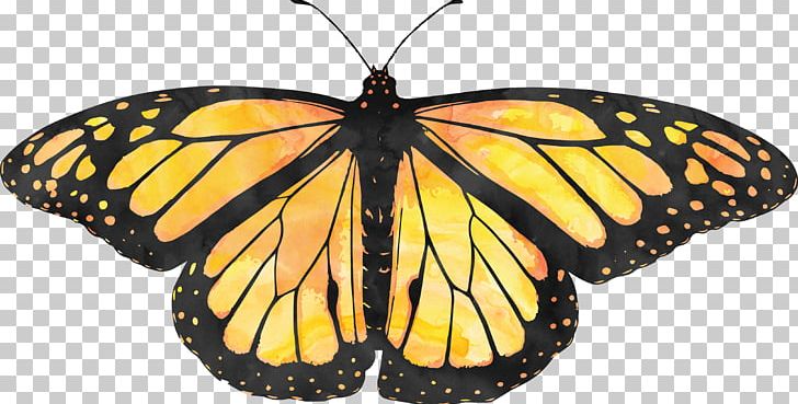 Monarch Butterfly Biosphere Reserve Monarch Butterfly Sanctuary Pacific Grove Milkweed Butterfly PNG, Clipart, Animal Migration, Brush Footed Butterfly, Butterflies, Butterfly Group, Hand Free PNG Download