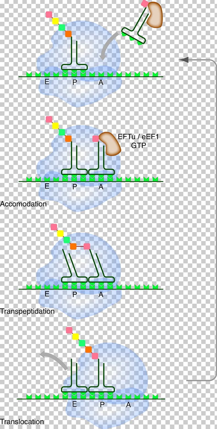 Translation Messenger RNA Ribosome Transfer RNA PNG, Clipart, Amino Acid, Angle, Anticodon, Area, Codon Free PNG Download