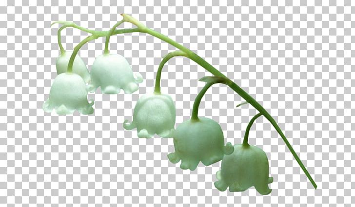 Animaatio Lily Of The Valley PNG, Clipart, Animaatio, Anime, Blog, Food, Fruit Free PNG Download