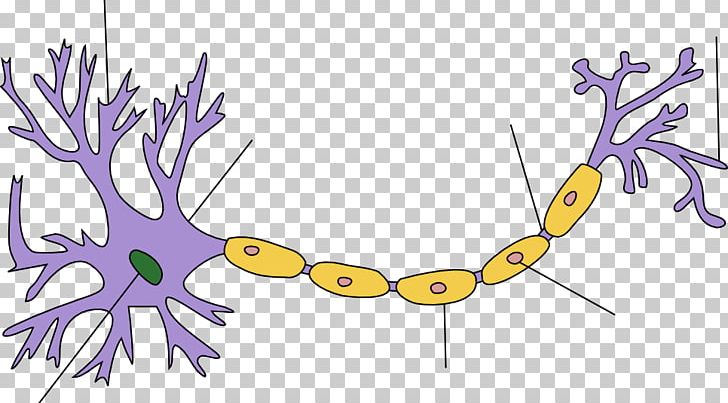 Biological Neuron Model Nervous System Upper Motor Neuron Anatomy PNG, Clipart, Anatomy, Art, Branch, Cartoon, Cell Free PNG Download