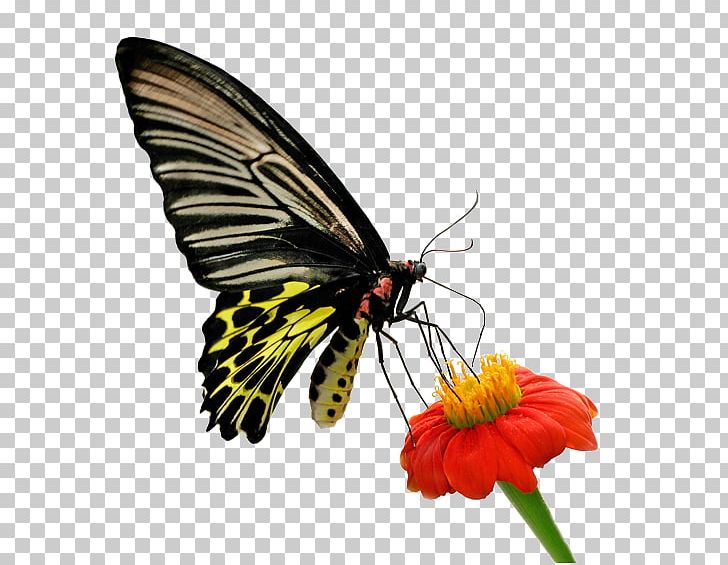 Butterfly Moth Life Thought Love PNG, Clipart, Arthropod, Beauty, Brush Footed Butterfly, Emotion, Feeling Free PNG Download
