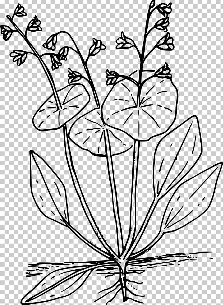 Lettuce Claytonia Perfoliata PNG, Clipart, Black And White, Branch, Claytonia Perfoliata, Coloring Book, Computer Icons Free PNG Download