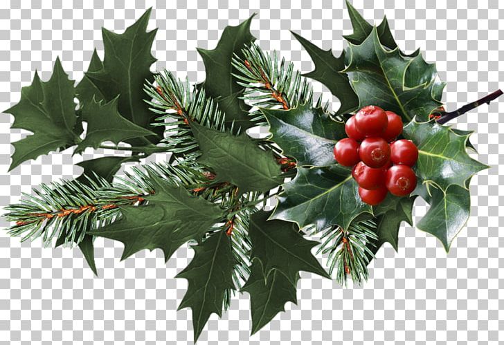 Mistletoe Christmas Computer Icons PNG, Clipart, Aquifoliaceae, Aquifoliales, Berry, Blueberries, Branch Free PNG Download