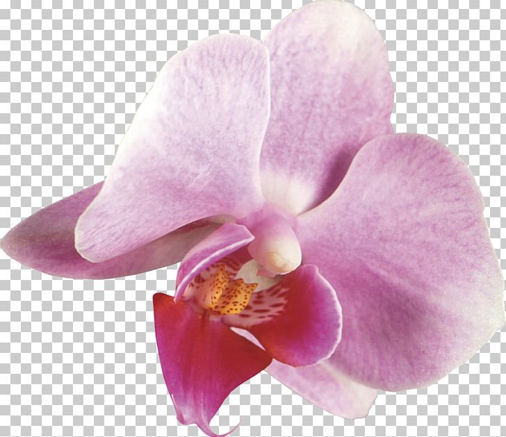Moth Orchids Cattleya Orchids Dendrobium Plant PNG, Clipart, Blush, Blush Floral, Cattleya, Cattleya Orchids, Dendrobium Free PNG Download