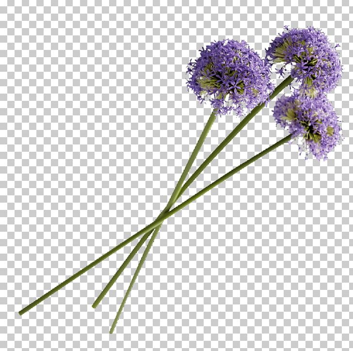 Purple Flower 卡耐基成功学全书 Lavender PNG, Clipart, Art, Blog, Cut Flowers, Dale Carnegie, Flora Free PNG Download