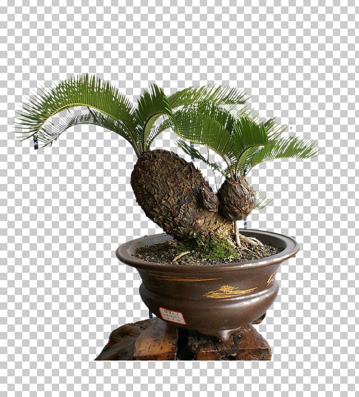 Sago Palm Bonsai Cycad Tree Seed PNG, Clipart, Arecaceae, Areca Palm, Bonsai, Christmas Tree, Coconut Tree Free PNG Download