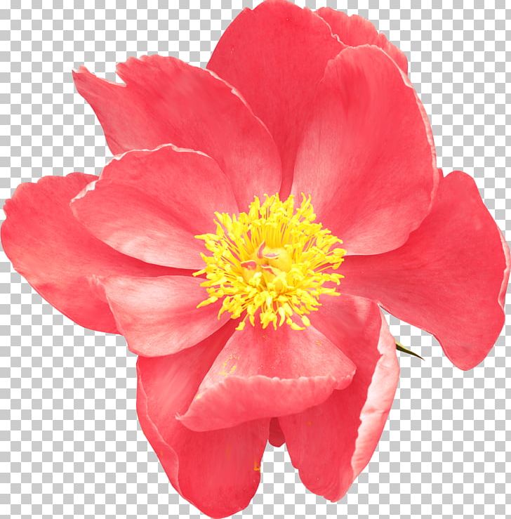 Flower PNG, Clipart, Annual Plant, Camellia, Camellia Sasanqua, Flower, Flowering Plant Free PNG Download