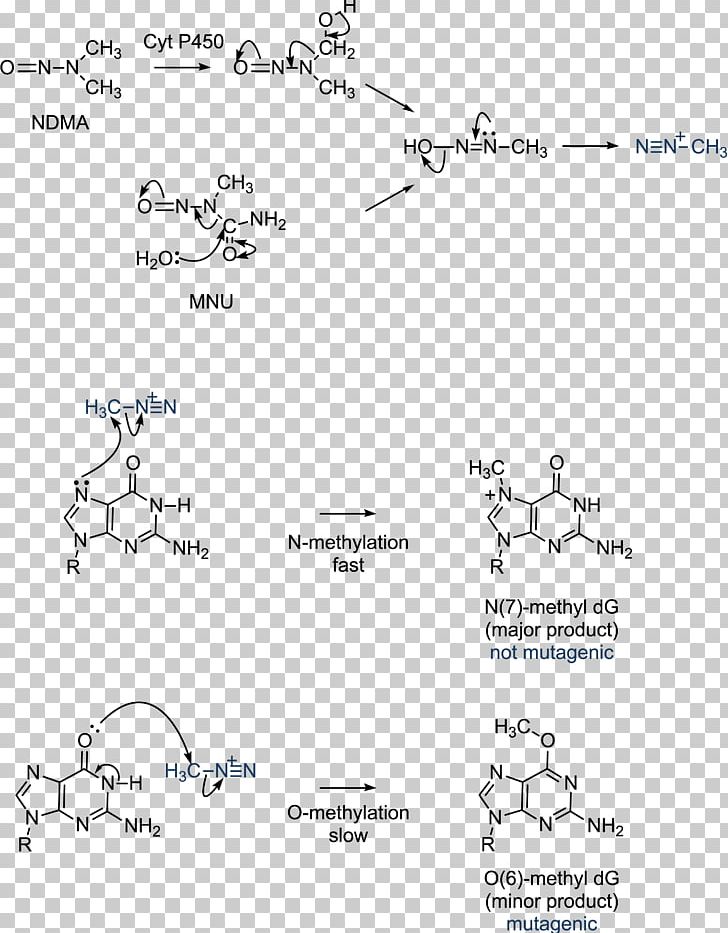 Guanine Cytosine DNA Methylation DNA Methylation PNG, Clipart, 5methylcytosine, Adenine, Alkylation, Angle, Area Free PNG Download