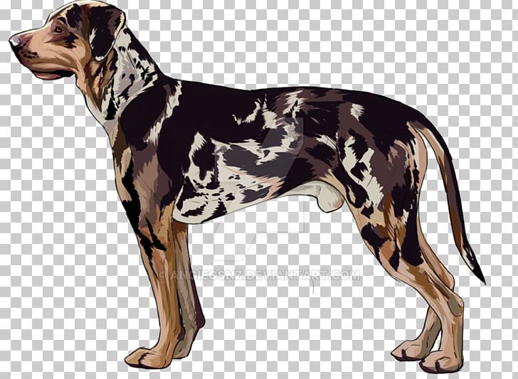 Dog Breed Catahoula Cur English Foxhound Great Dane American Leopard Hound PNG, Clipart, Afghan Hound, American Leopard Hound, Ancient Dog Breeds, Breed, Carnivoran Free PNG Download