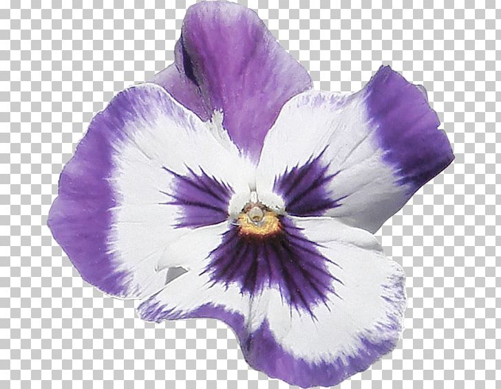 Pansy Violet Dahlia Flower Petal PNG, Clipart, Dahlia, Flower, Flowering Plant, Iris, Nature Free PNG Download