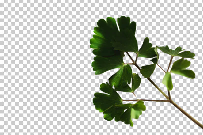 Leaf Plant Stem M-tree Branching Tree PNG, Clipart, Biology, Branching, Leaf, Mtree, Plants Free PNG Download
