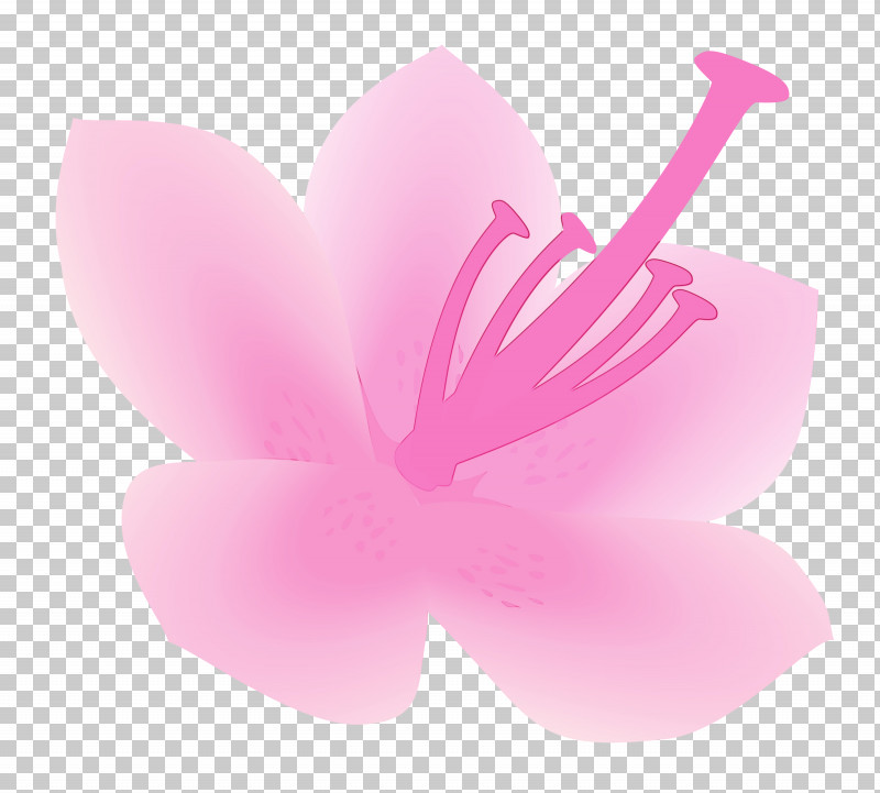 Pink Petal Flower Plant Herbaceous Plant PNG, Clipart, Azalea, Azalea Flower, Flower, Herbaceous Plant, Paint Free PNG Download