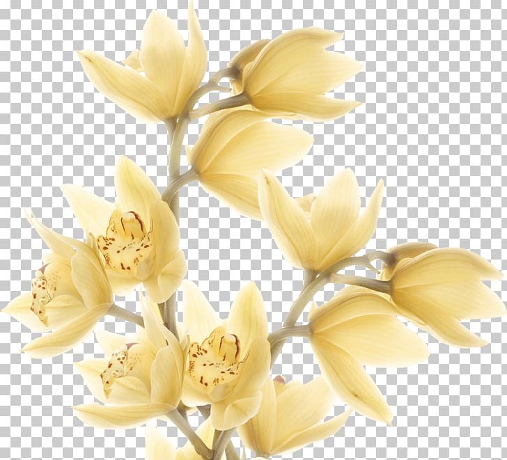 Cut Flowers Rose Family Magnolia Family Petal PNG, Clipart, Blossom, Branch, Branching, Cut Flowers, Family Free PNG Download