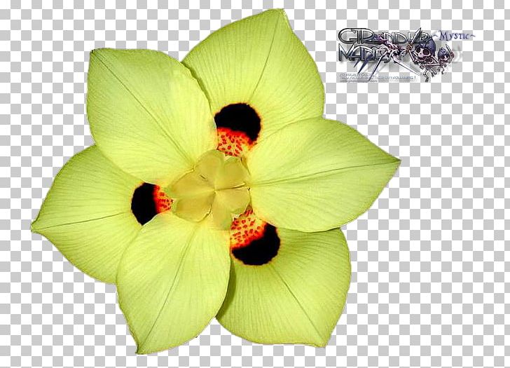 Dietes Grandiflora Dietes Bicolor Petal Plant Flower PNG, Clipart, Anemone, Dietes, Dietes Bicolor, Dietes Grandiflora, Flower Free PNG Download