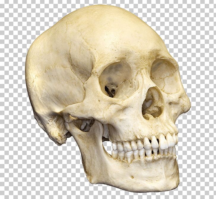 Human Skull Human Skeleton Bone Anatomy PNG, Clipart, Anatomy, Bone, Facial Skeleton, Fantasy, Frontal Bone Free PNG Download