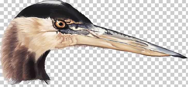 White Stork Bird Beak PNG, Clipart, Animal, Animals, Banner Vector, Beak, Bird Free PNG Download