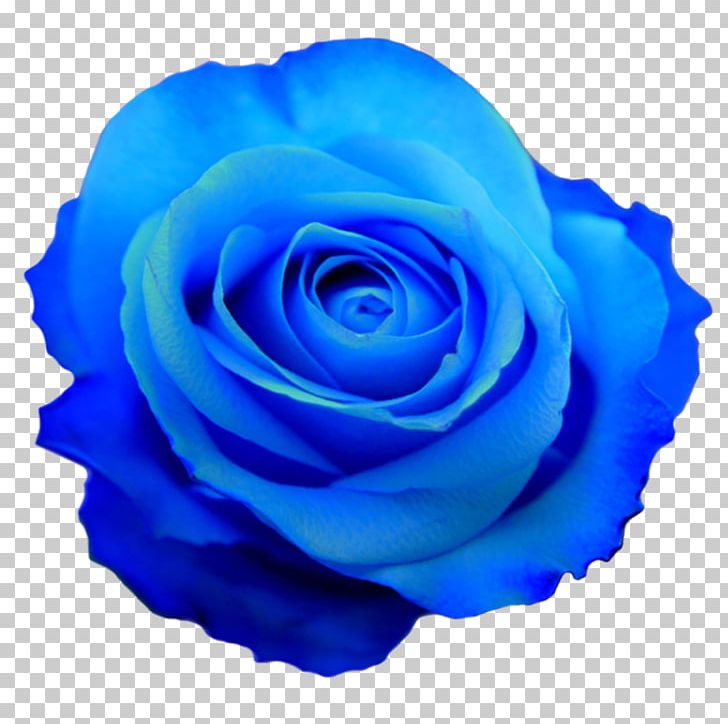 Blue Rose Flower PNG, Clipart, Blue, Blue Flower, Blue Rose, Brooch, Cobalt Blue Free PNG Download