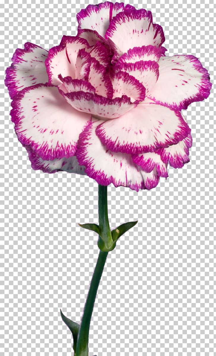 Carnation Pink Cut Flowers Herbaceous Plant PNG, Clipart, Carnation, Color, Cut Flowers, Dianthus, Flower Free PNG Download