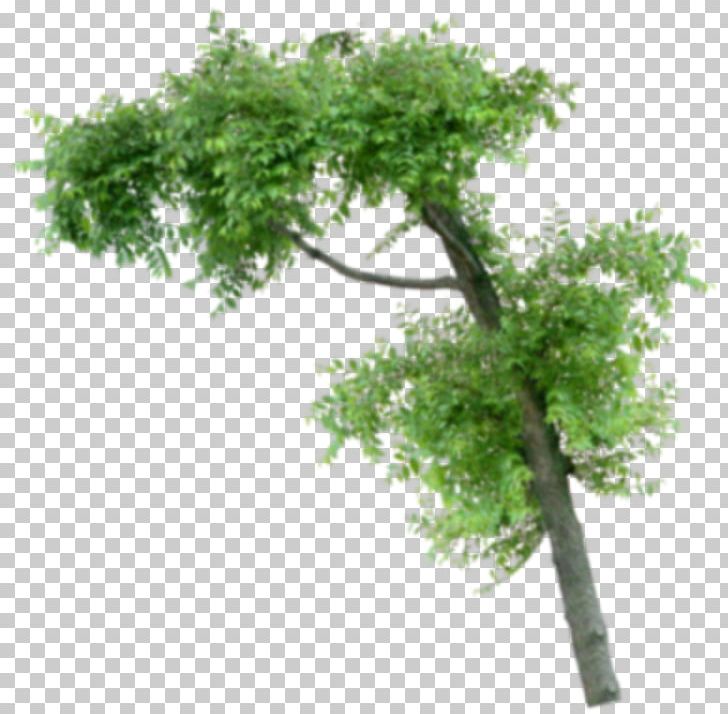 Houseplant Flowerpot Tree Subclass PNG, Clipart, Branch, Flowerpot, Food Drinks, Houseplant, Leaf Free PNG Download