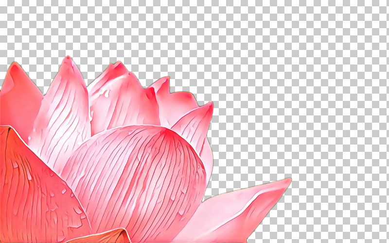 Lotus PNG, Clipart, Aquatic Plant, Closeup, Flower, Lotus, Lotus Family Free PNG Download