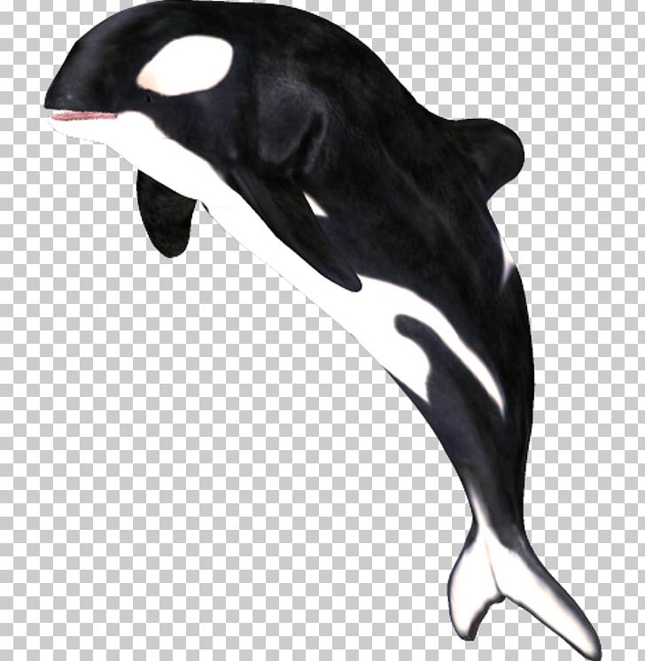 Der Gesang Der Orcas Killer Whale White-beaked Dolphin PNG, Clipart, Animals, Aquatic Animal, Beak, Beluga Whale, Blowhole Free PNG Download