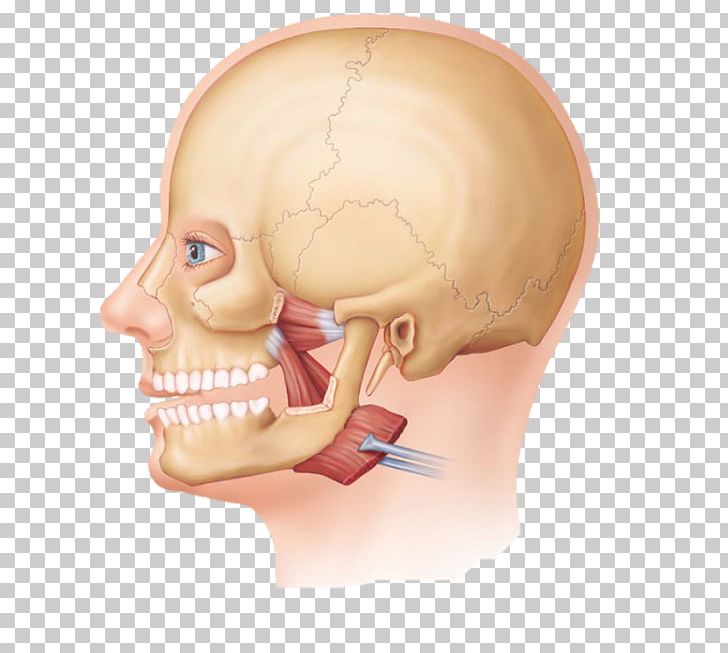 Lateral Pterygoid Muscle Medial Pterygoid Muscle Skeletal Muscle Biceps PNG, Clipart, Face, Head, Human Head, Missouri, Mouth Free PNG Download