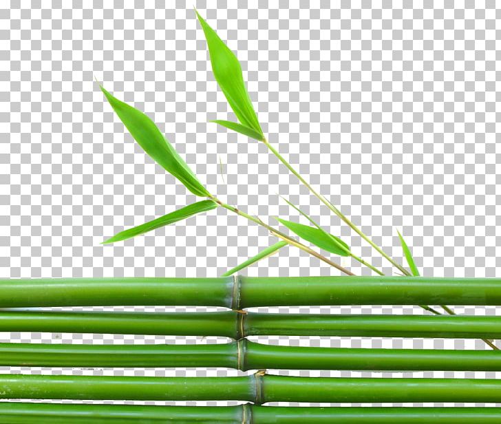 Lucky Bamboo Leaf PNG, Clipart, Background Green, Bamboo, Bamboo Leaves, Building, Fresh Free PNG Download