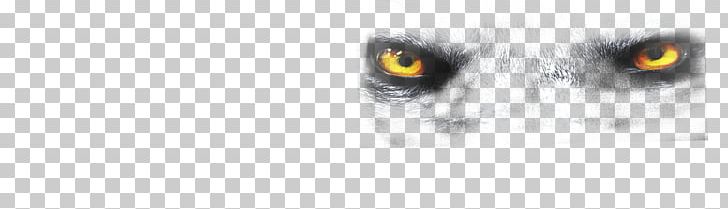 Owl Eye Beak Snout PNG, Clipart, Beak, Closeup, Eye, Organ, Owl Free PNG Download