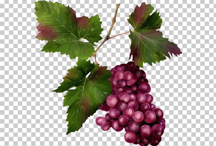 Sultana Zante Currant Grape Seedless Fruit Boysenberry PNG, Clipart, Auglis, Berry, Boysenberry, Coeur, Currant Free PNG Download
