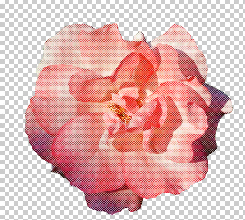 Garden Roses PNG, Clipart, Cabbage Rose, China Rose, Cut Flowers, Floral Design, Floribunda Free PNG Download