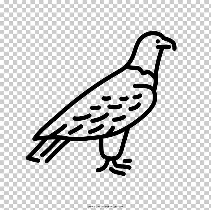 Beak Drawing Eagle Coloring Book Bird PNG, Clipart, Animals, Artwork, Beak, Bird, Bird Nest Free PNG Download