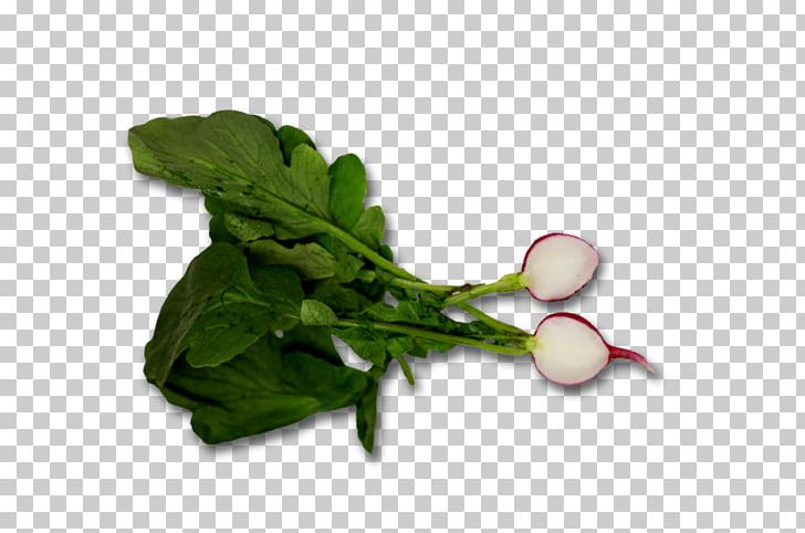 Food Leaf Vegetable With 6 Squares Chard PNG, Clipart, Chard, Company, Food, Food Drinks, Herb Free PNG Download