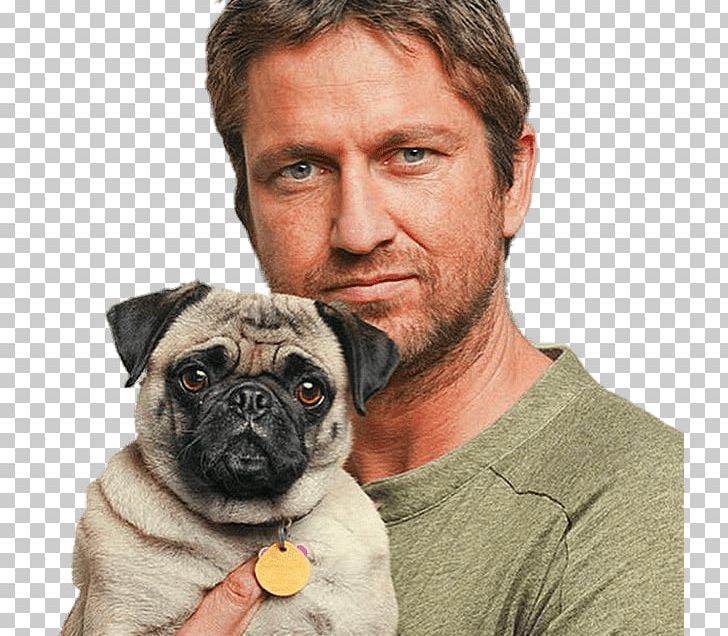 Gerard Butler Pug Celebrity Film Producer Actor PNG, Clipart, Adrian Grenier, Butler, Carnivoran, Celebrities, Companion Dog Free PNG Download