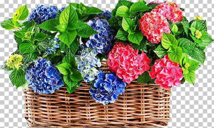 Hydrangea Stock Photography White Blue PNG, Clipart, Bilberry, Blue, Color, Colourbox, Cornales Free PNG Download