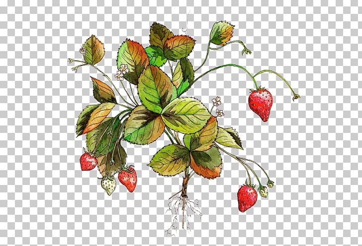 Strawberry Aedmaasikas Fruit Amorodo PNG, Clipart, Amorodo, Branch, Computer Network, Download, Euclidean Vector Free PNG Download