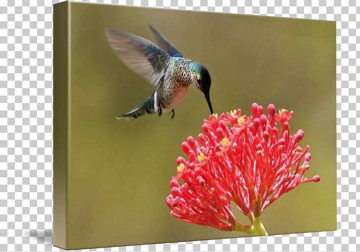 Bird Insect Flora Pollinator Fauna PNG, Clipart, Animals, Beak, Bird, Fauna, Flora Free PNG Download