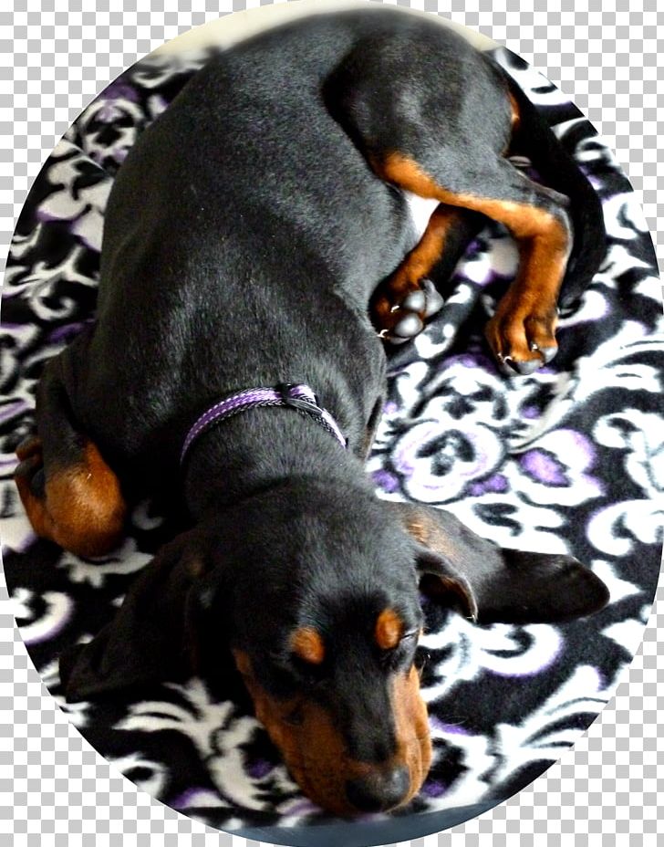 Black And Tan Coonhound Austrian Black And Tan Hound Puppy Manchester Terrier Dachshund PNG, Clipart, 5 Months, American English Coonhound, Animals, Austrian Black And Tan Hound, Black Free PNG Download