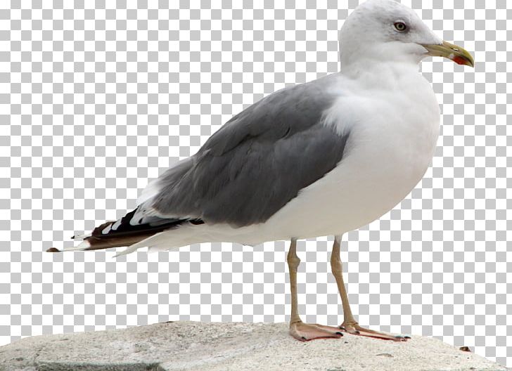 Call Of Duty: Black Ops III Great Black-backed Gull European Herring Gull PNG, Clipart, Beak, Bird, Call Of Duty, Charadriiformes, European Herring Gull Free PNG Download