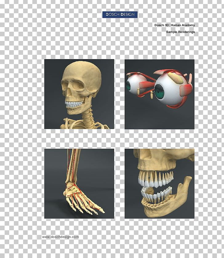 Human Anatomy Homo Sapiens Human Body Skeleton PNG, Clipart, Anatomy, Arm, Atlas Der Anatomie Des Menschen, Bone, Fantasy Free PNG Download