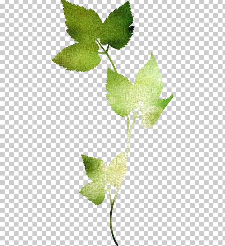 Leaf Apatico Petal PNG, Clipart, Branch, Deco, Flower, Green, Leaf Free PNG Download
