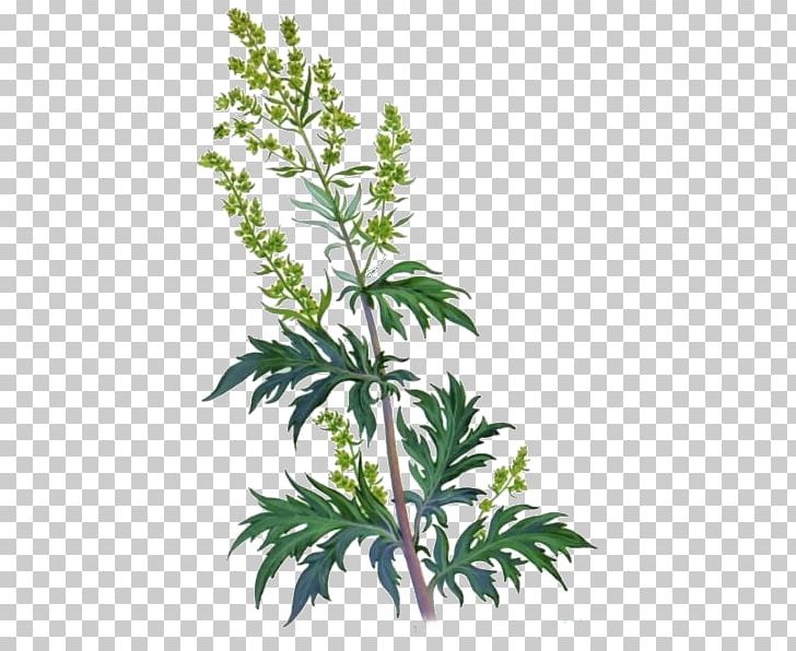 Mugwort Common Wormwood Daisy Family Plant Artemisia Frigida PNG, Clipart, Branch, Common Wormwood, Daisy Family, Food Drinks, Herb Free PNG Download