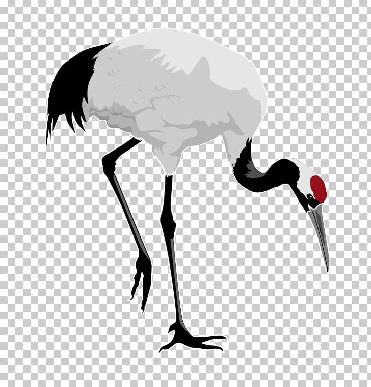 Red-crowned Crane Bird Heron PNG, Clipart, Beak, Bird, Blue Crane, Clipart, Clip Art Free PNG Download