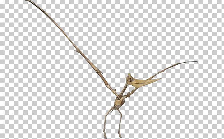 Twig Insect Plant Stem Line PNG, Clipart, Airplane, Animals, Branch, Inc, Insect Free PNG Download