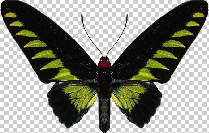 Butterfly Rajah Brooke's Birdwing Insect PNG, Clipart,  Free PNG Download
