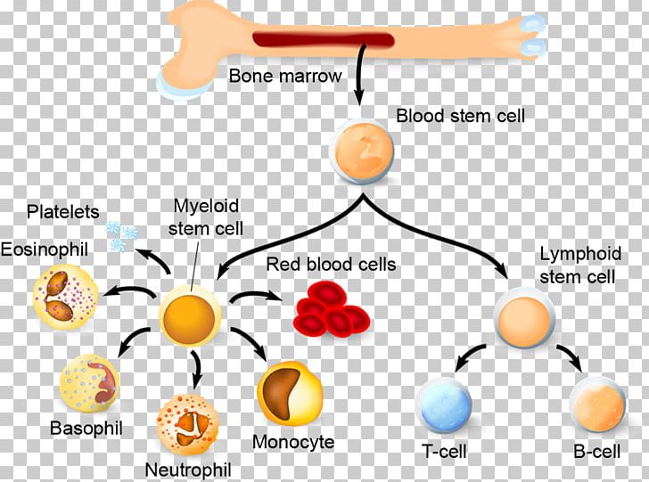 Haematopoiesis Hematopoietic Stem Cell Blood Cell Immune System PNG, Clipart, Area, B Cell, Blood, Blood Cell, Bone Marrow Free PNG Download