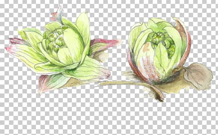 Red Cabbage Drawing Vegetable PNG, Clipart, Brassica Oleracea, Cabbage, Cabbage Vector, Cut Flowers, Download Free PNG Download
